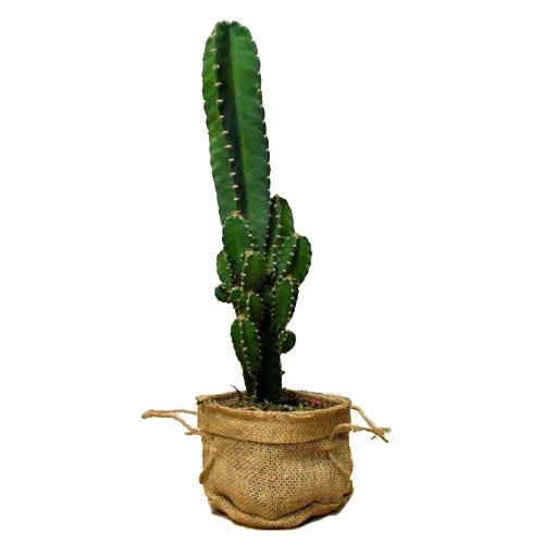 cactus-barcelona