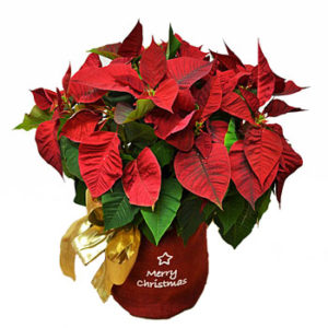 flor pascua barcelona