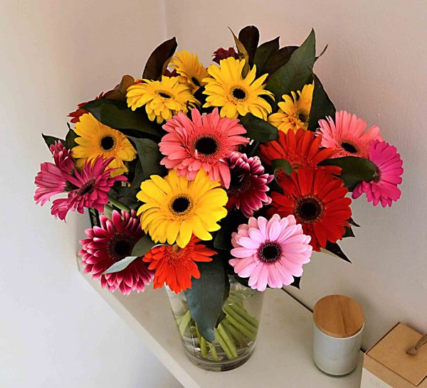 gerberas coloridas barcelona-comprar