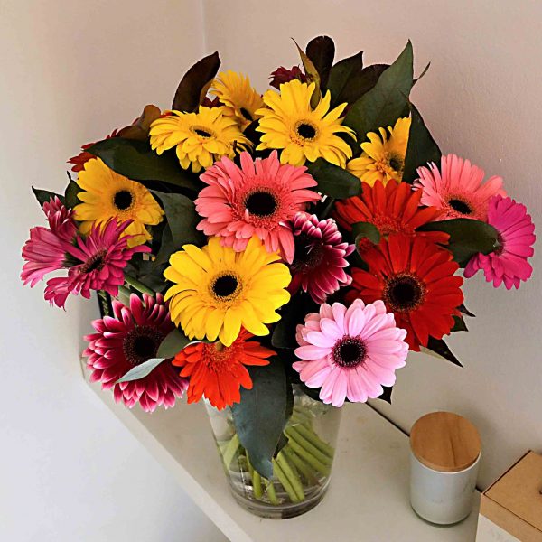 gerberas coloridas barcelona-comprar