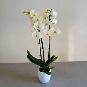 orquidea-blanca-barcelona
