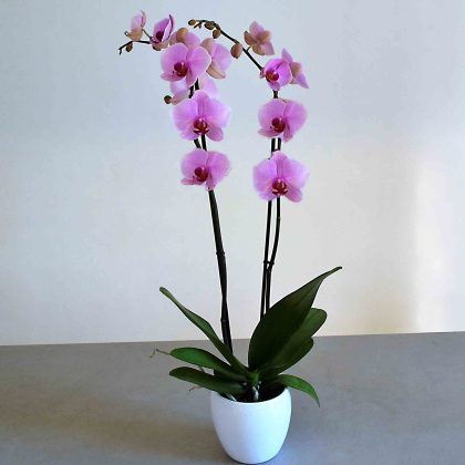 Inicio 12 orquidias-rosa-barcelona