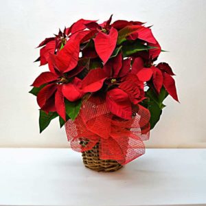 planta-navidad