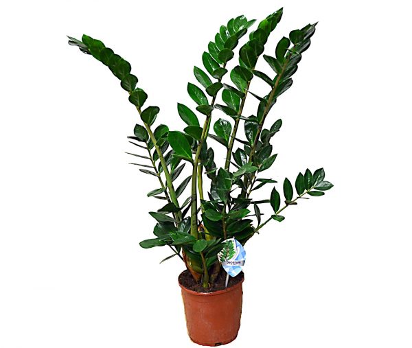 plantas-de-zamioculcas-barcelona