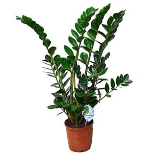 plantas-de-zamioculcas-barcelona