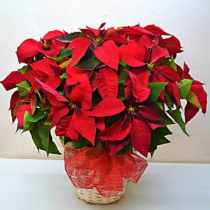 poinsettia-barcelona