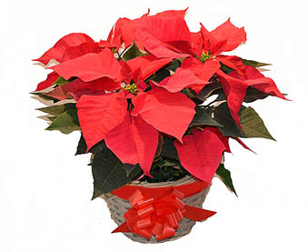 poinsettia-internet