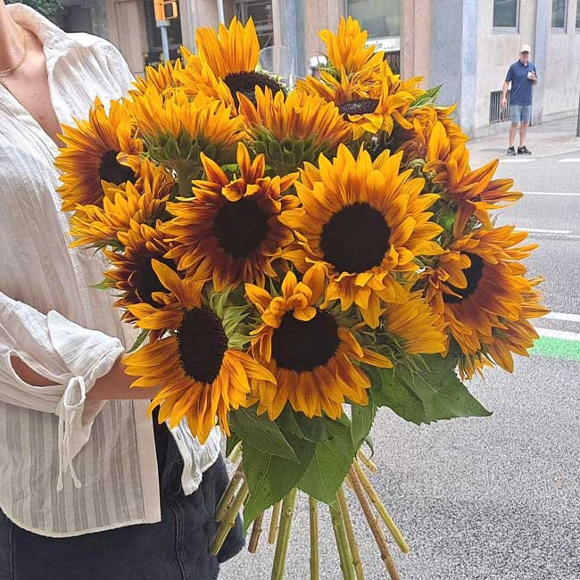 cuidar los girasoles