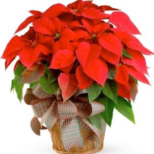 red poinsettia