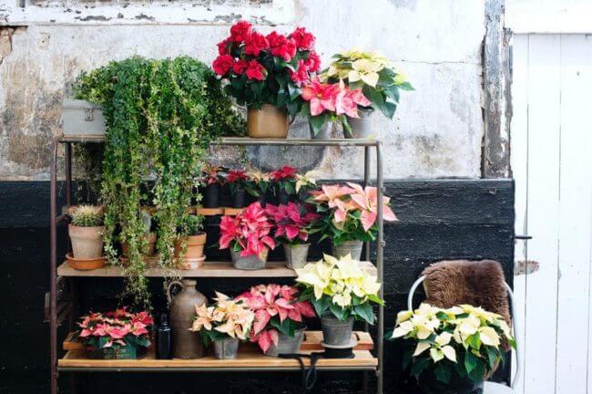 4 consejos para cuidar tu Poinsettia