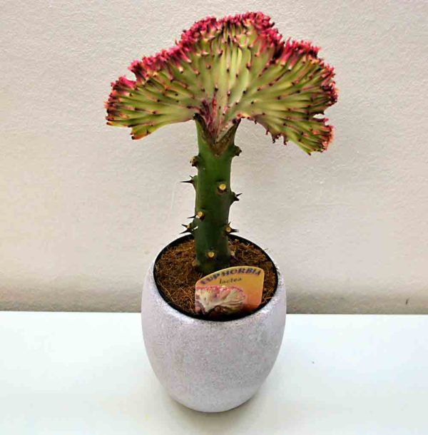 euphorbia-lactea