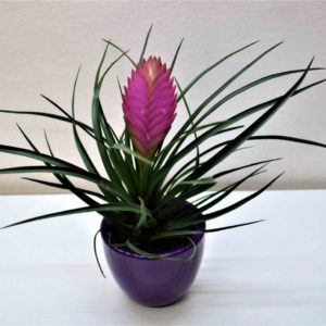 tillandsia-cyanea