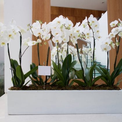 orquideas-color-blanco