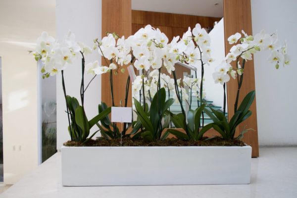 orquideas-color-blanco