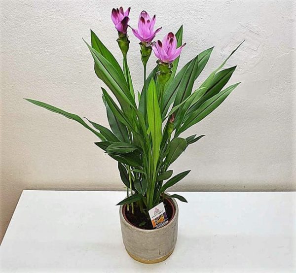 comprar-planta-curcuma-barcelona