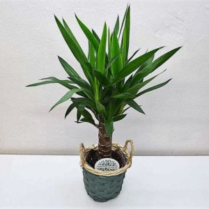 comprar-planta-yucca-barcelona