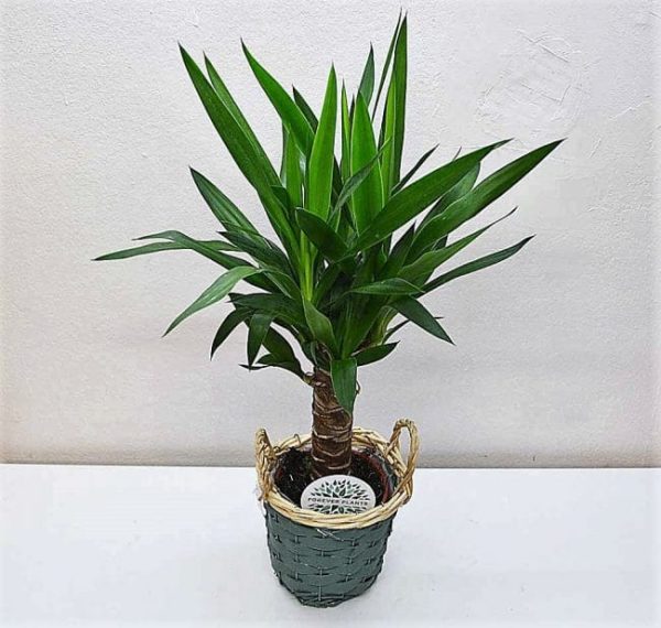 comprar-planta-yucca-barcelona