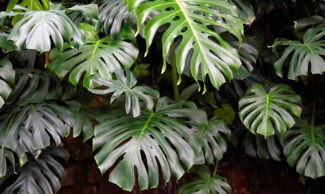 planta-costilla-adan-monstera