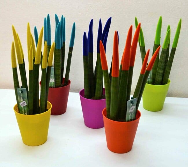 Plantas de interior