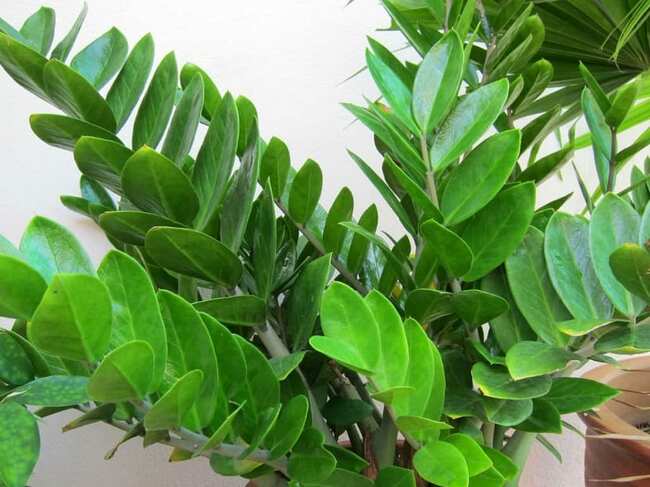 hojas-de-la-Zamioculcas-zamiifolia