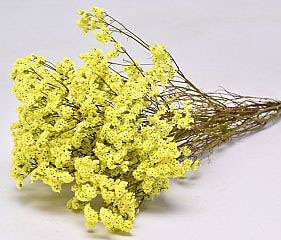 limonium-yellow