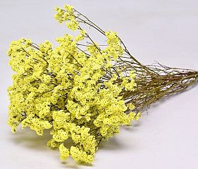 FLOR SECA LIMONIUM AMARILLO - HERBS