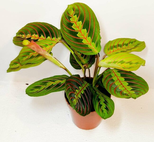 maranta