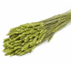 trigo-seco-verde