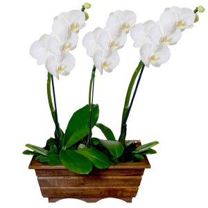 Jardín Phalaenopsis