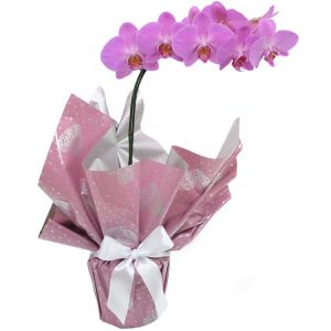 Regalo de orquídea Phalaenopsis rosa