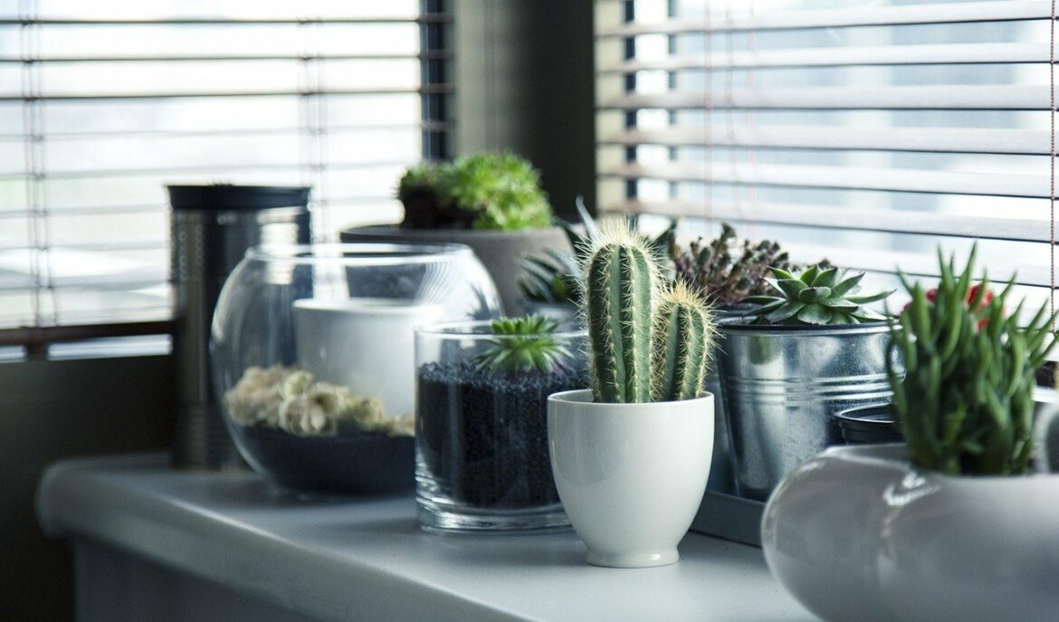 Cuida de tus plantas de una forma eficiente