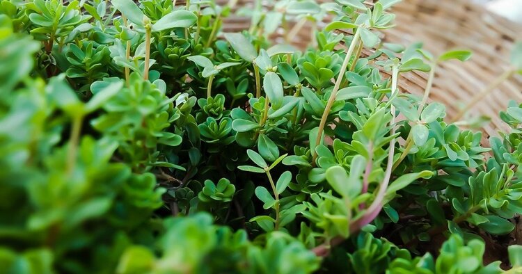 Flores y plantas para luchar contra el coronavirus