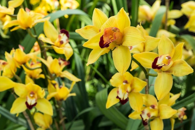 La poderosa flor de la orquídea