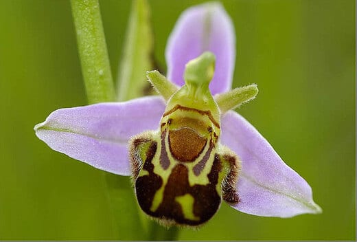 orquidea abeja