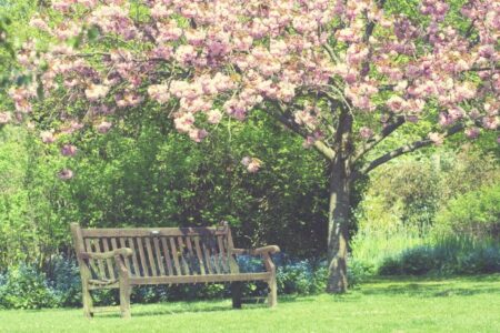 Consejos para el cuidado de tus plantas de jardín