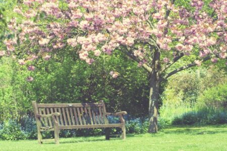 consejos para plantas de jardín