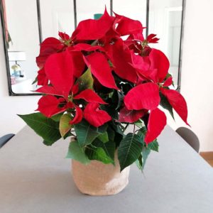 poinsettias-domicilio-en-barcelona