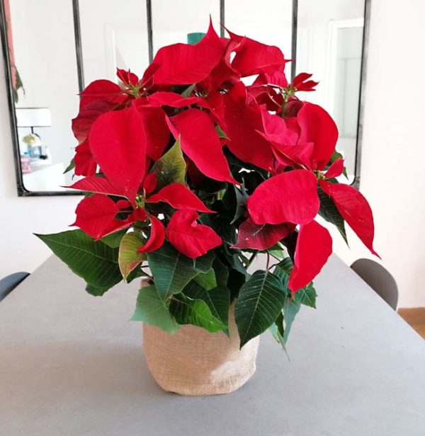 poinsettias-domicilio-en-barcelona