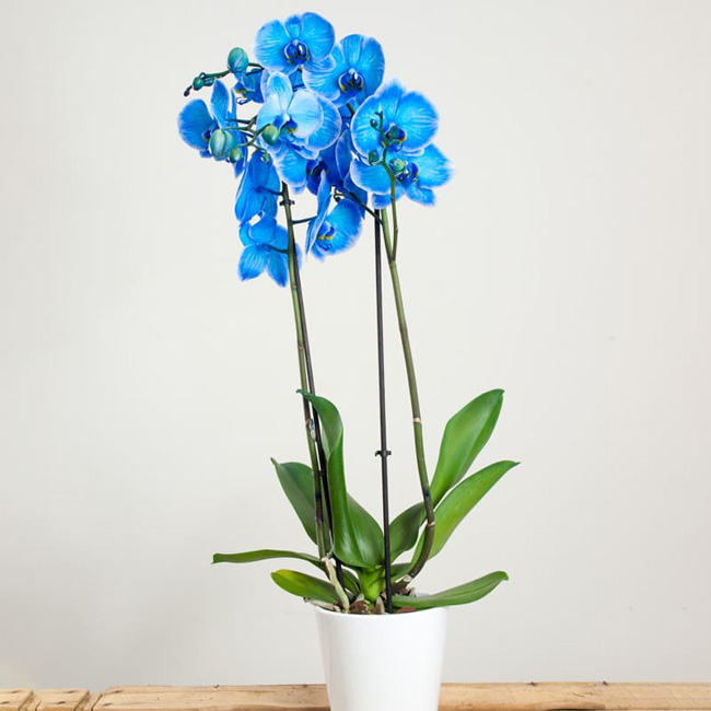 Orquídea Azul Phalaenopsis - HERBS BARCELONA