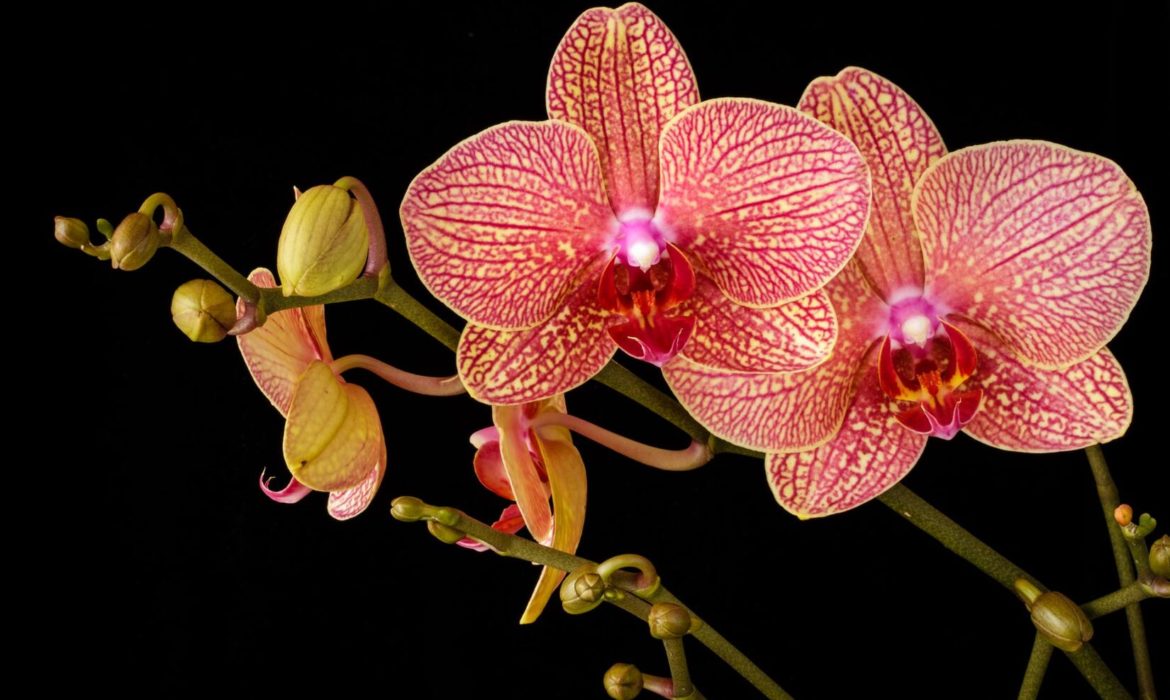 ramo de novia de orquídeas
