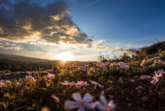 Dónde vendemos y enviamos flores?