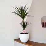 dracaena-barcelona