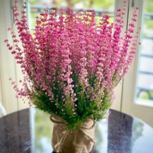 planta-brezo-floristeria-salon-des-fleurs-barcelona