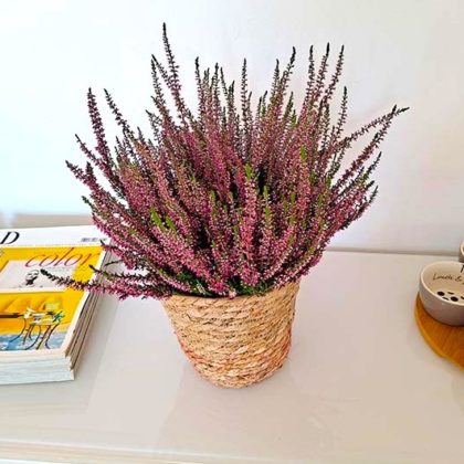 planta-erica