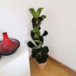 planta-ficus-lyrata-barcelona