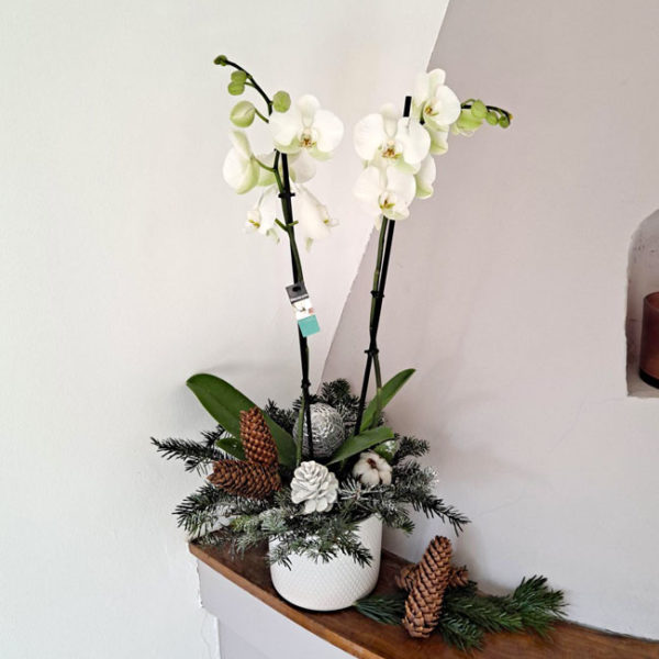 orquidea-navidad-barcelona