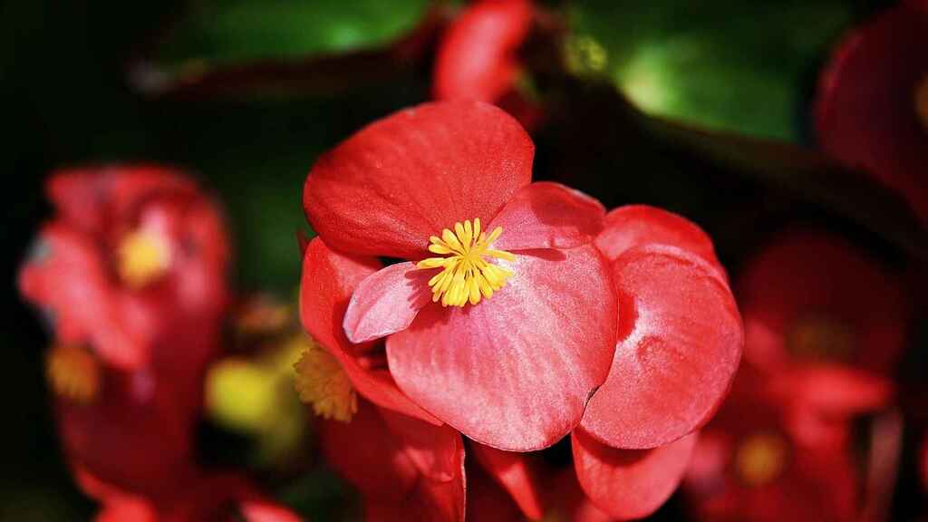 Flores para plantar en enero