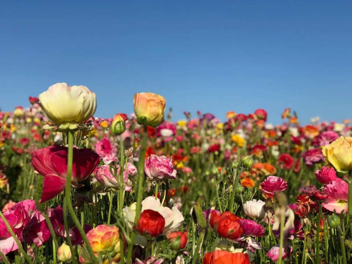 Flores para cada época del año