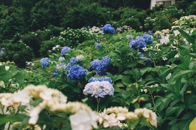 hortensia-mantenimiento