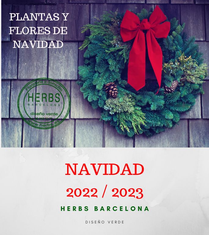 plantas-flores-navidad